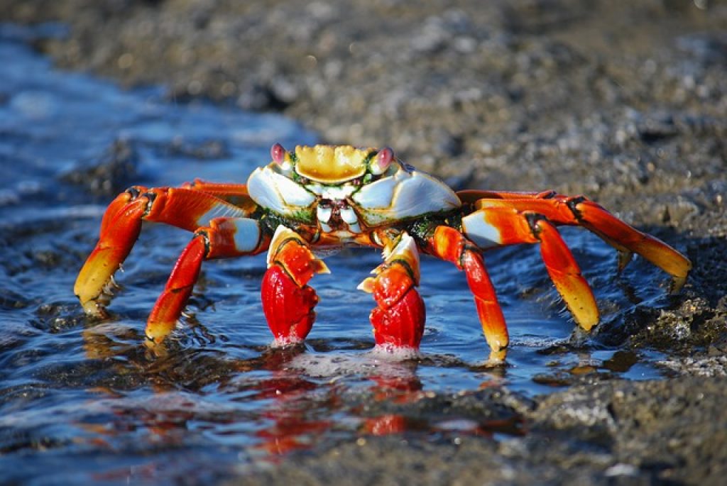 Ce înseamnă dacă visezi crabi roșii