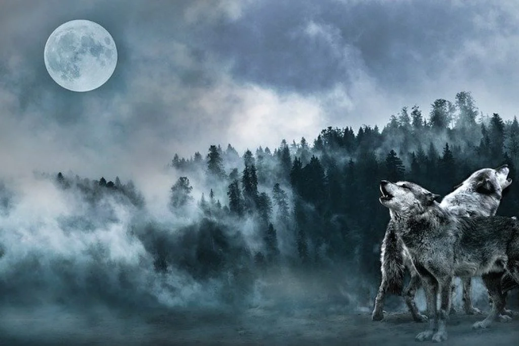 Dacă visezi un lup care urlă la lună