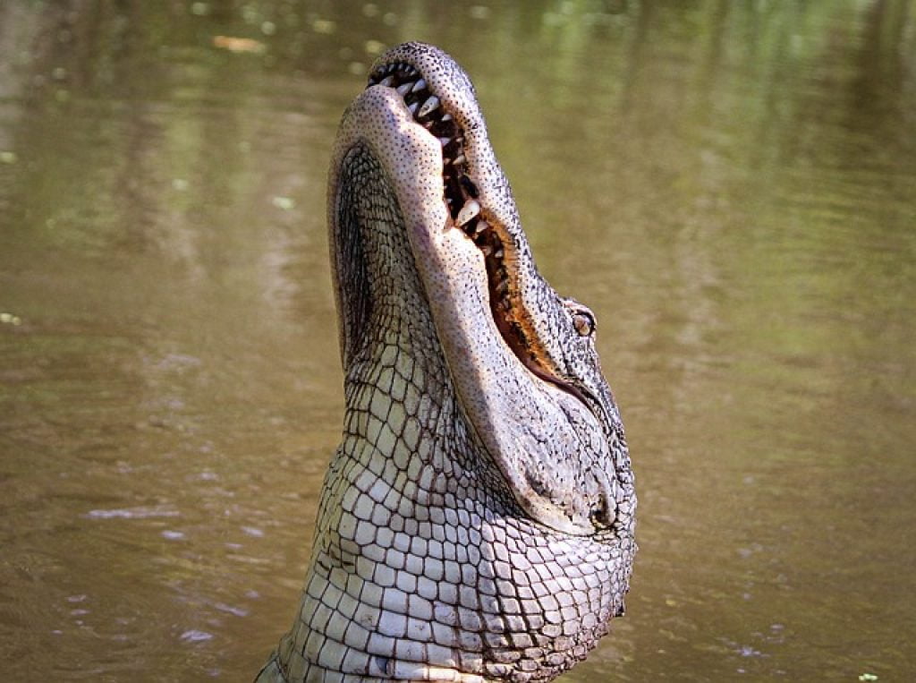 Aligatorii și crocodilii ca semn de manifestare a puterii