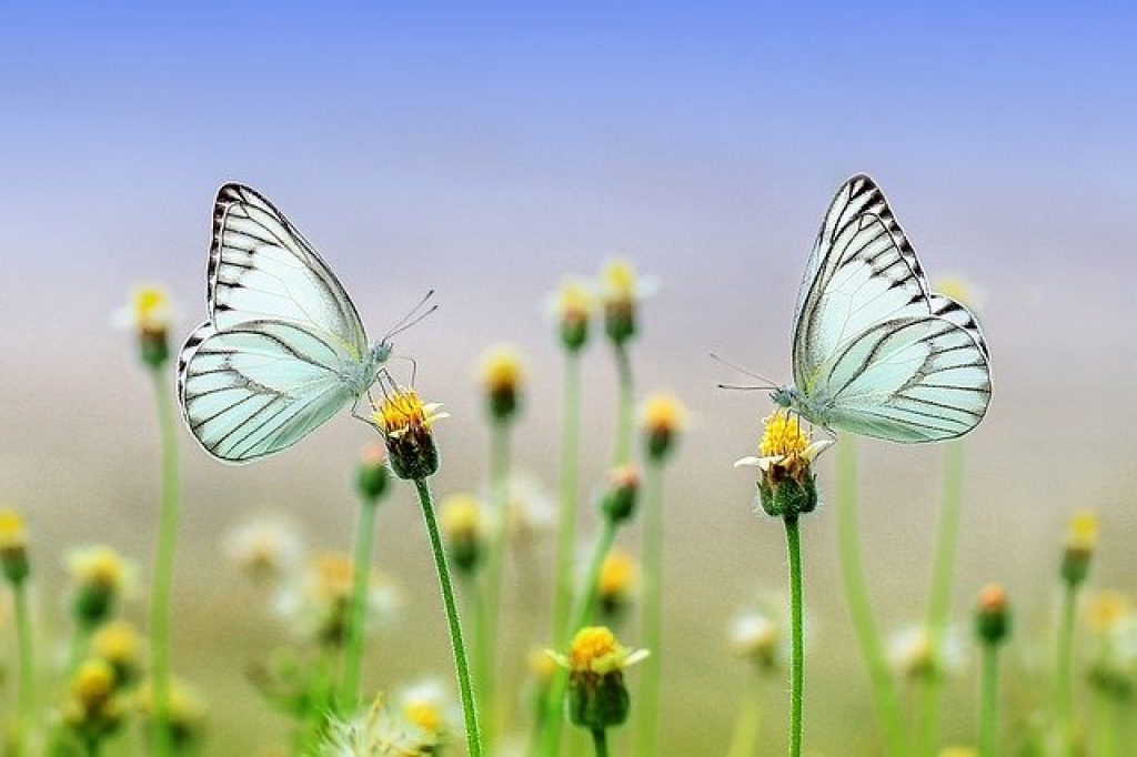 Care este semnificația spirituală a fluturelui