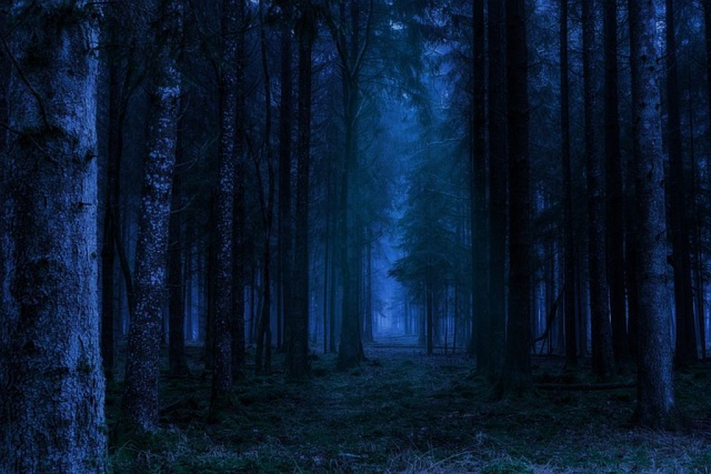 Să visezi că te plimbi noaptea prin pădure
