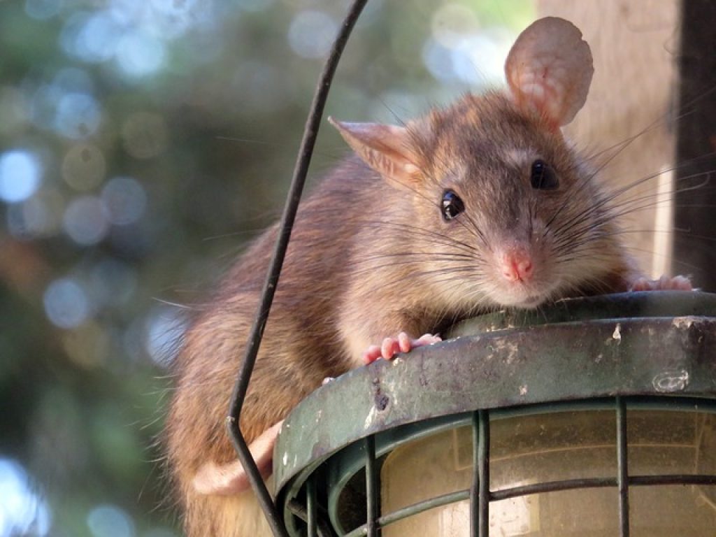 Ce înseamnă când visezi șobolani?