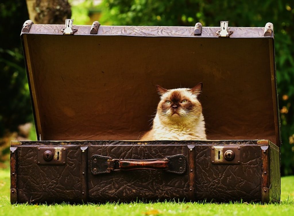 O valiza poate simboliza o vacanță și o călătorie.