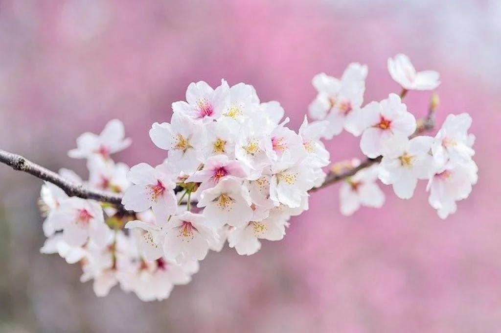 flori albe de cires