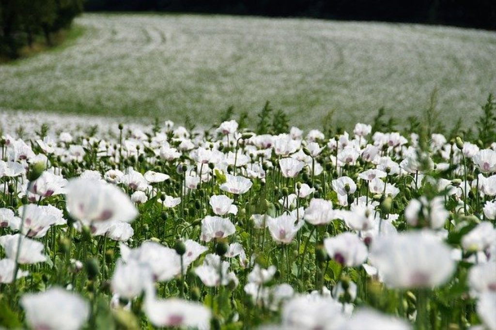 multe flori albe