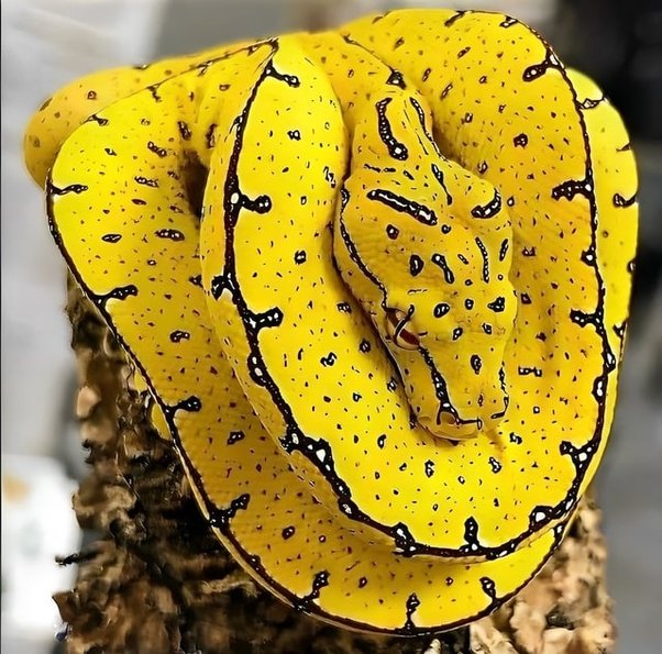 Ce înseamnă să visezi un șarpe galben