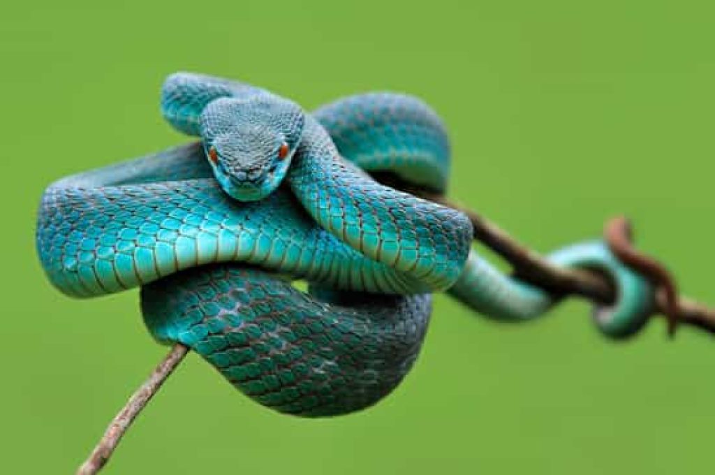Ce înseamnă când visezi șerpi albaștri 