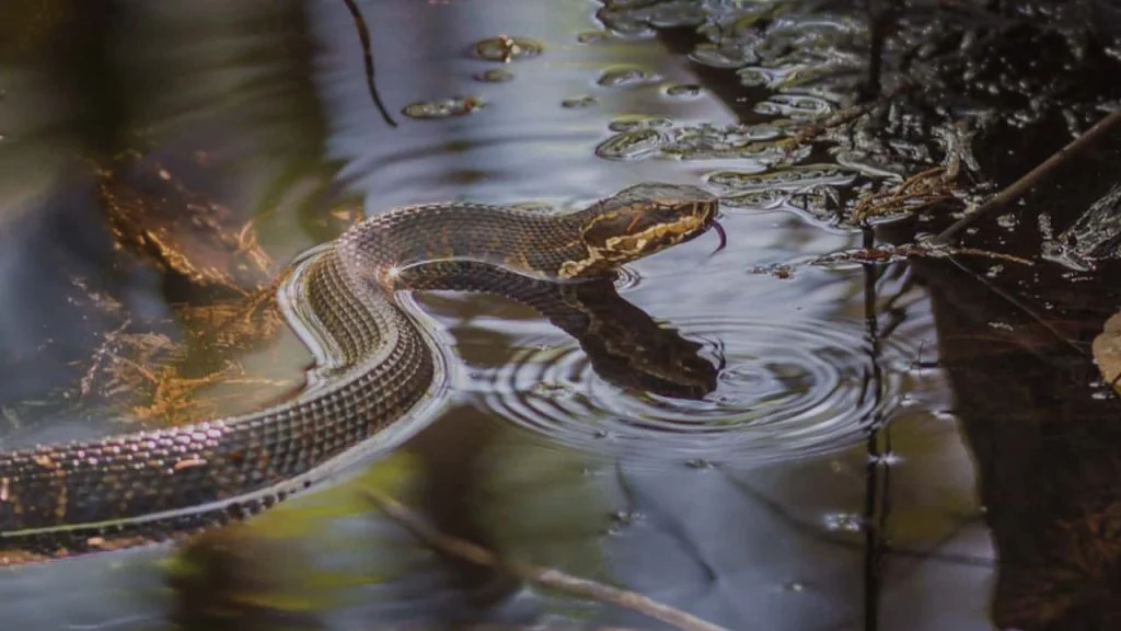 Ce înseamnă să visezi șerpi în apă?