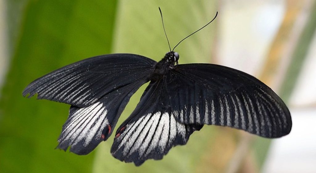 Care sunt semnificațiile unui Fluture Negru