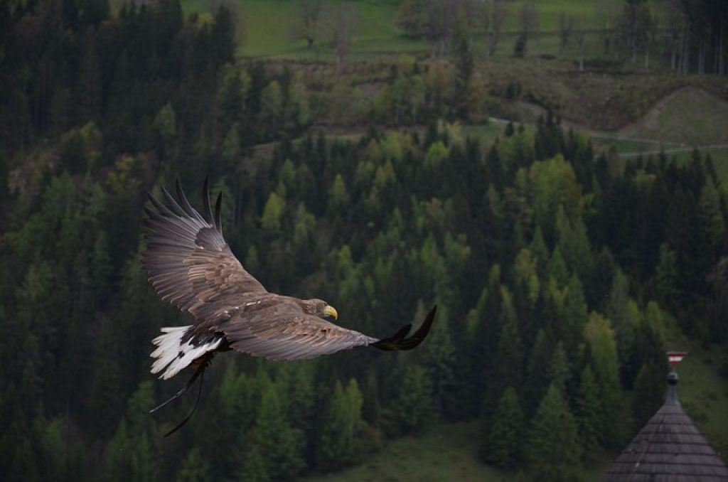 Simbolurile și semnificațiile Vulturului